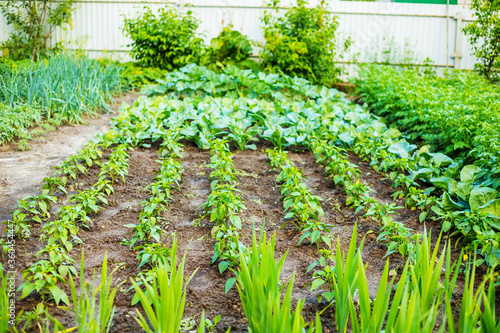 The rows of young plants growing in the greenhouse photo