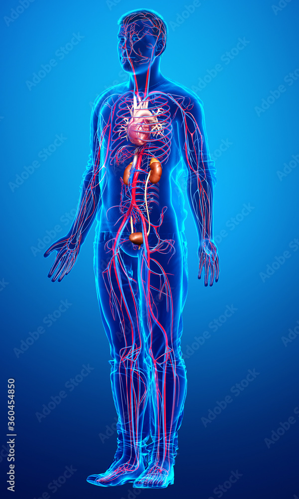 3d rendered, medically accurate illustration of the kidneys and circulatory system 3d rendered, medically accurate illustration of the kidneys and circulatory system