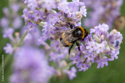 A working insect balances between two stems with odorous lavender.  © ILLIA ZOTOV