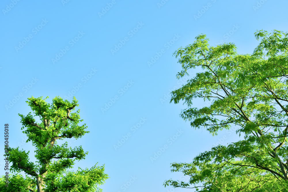 Fototapeta premium 鮮やかな緑の枝葉と青空