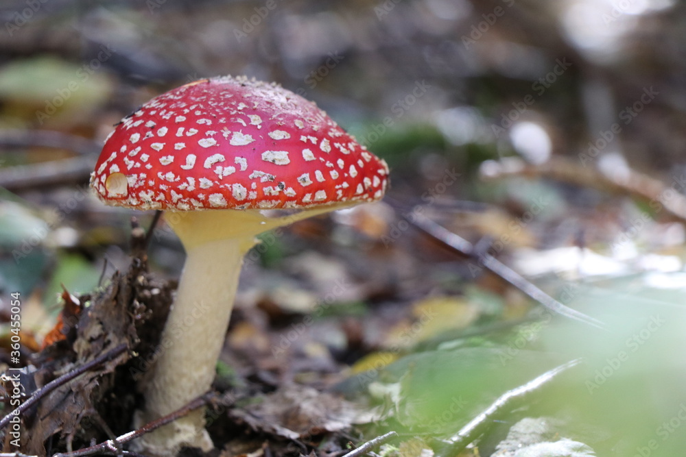 Zbliżenie muchomora z rozmytym tłem Zbliżenie muchomora z rozmytym tłem