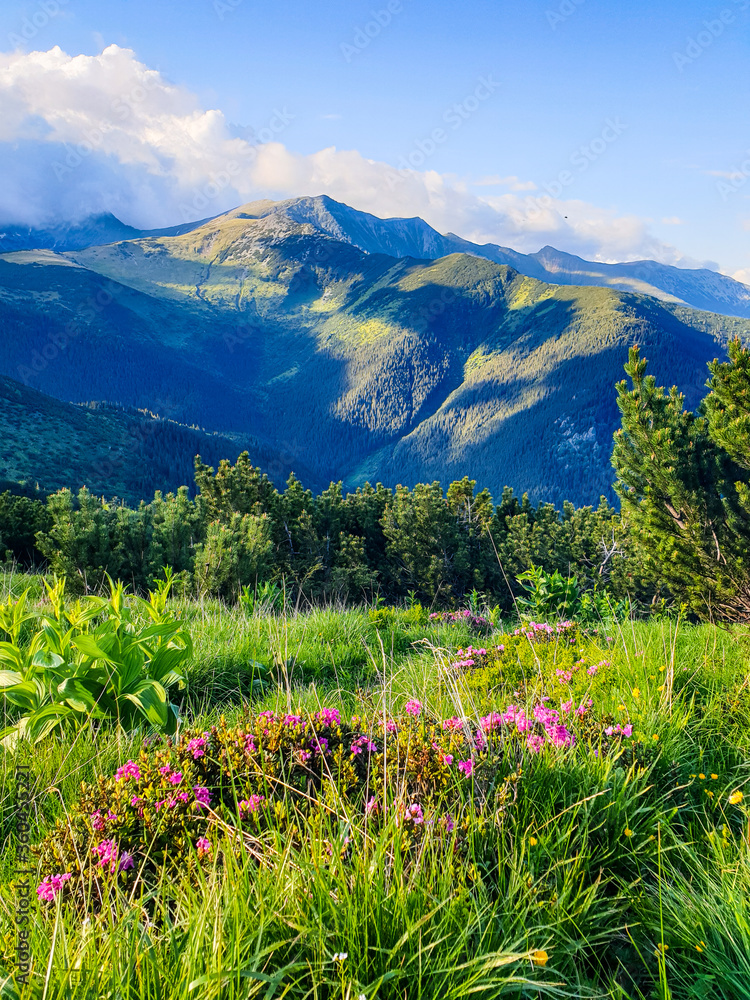 Beautiful view to Retezat Mountains, Piule Iorgovanu Mountains, Romania