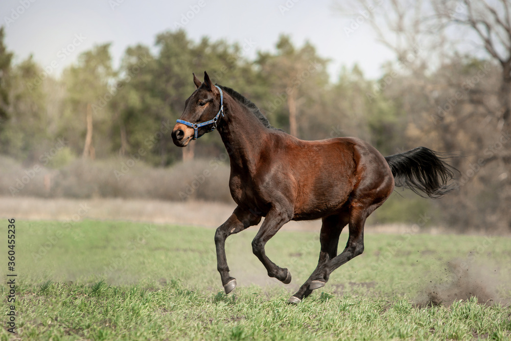 Beautiful horses ride freely across the field Beautiful horses ride freely across the field