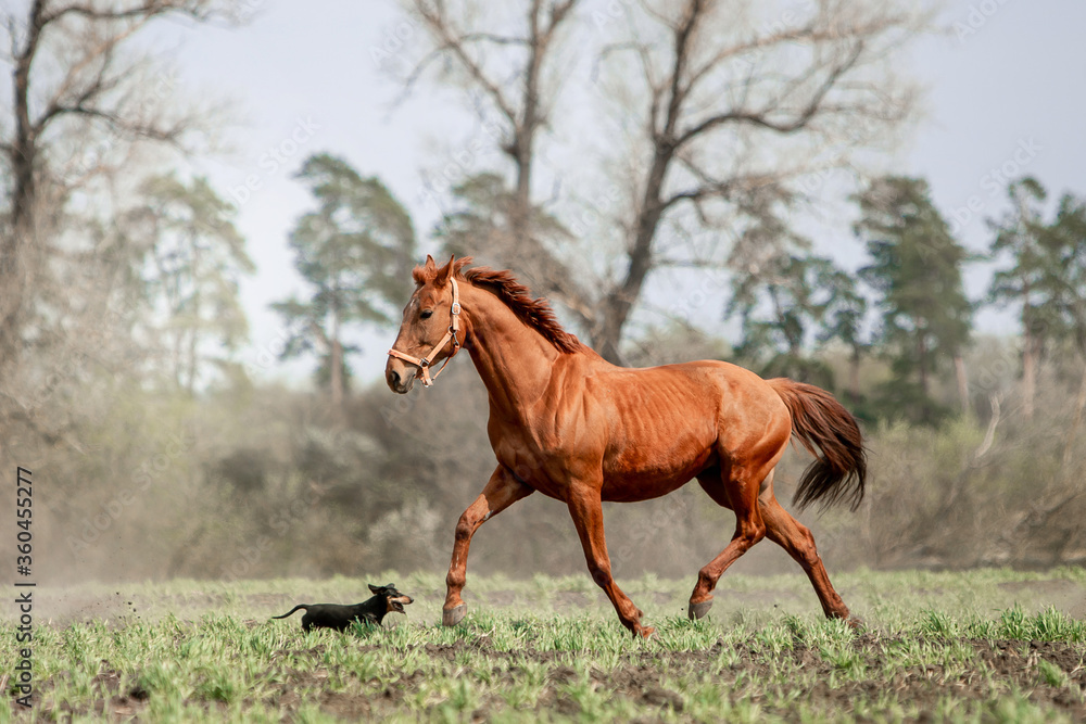 Beautiful horses ride freely across the field Beautiful horses ride freely across the field
