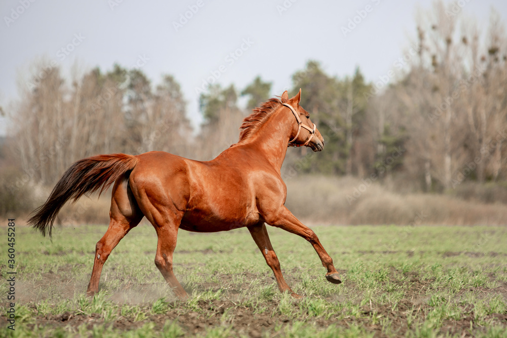 Beautiful horses ride freely across the field Beautiful horses ride freely across the field