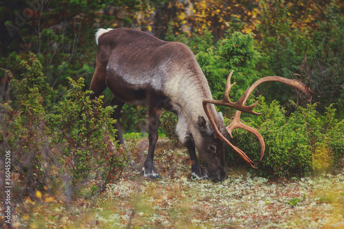 Group herd of deer caribou reindeers pasturing in Abisko National Park, Sweden, Lapland, Norrboten County