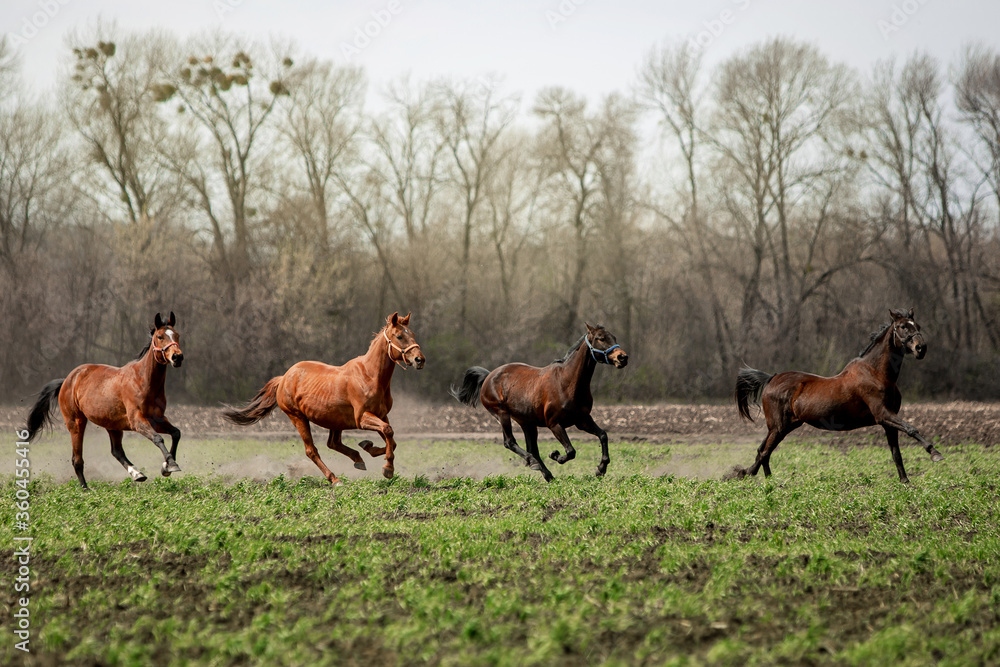 Beautiful horses ride freely across the field Beautiful horses ride freely across the field