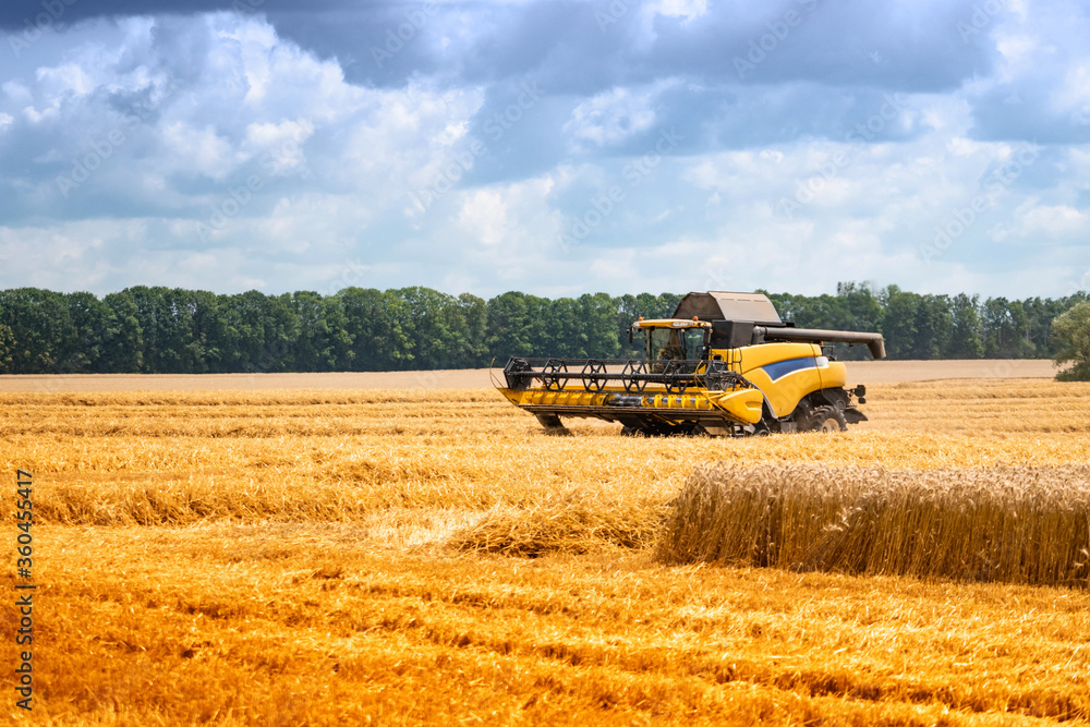 Obraz premium Harvester in a field with harvested wheat. Yellow field with a straw.