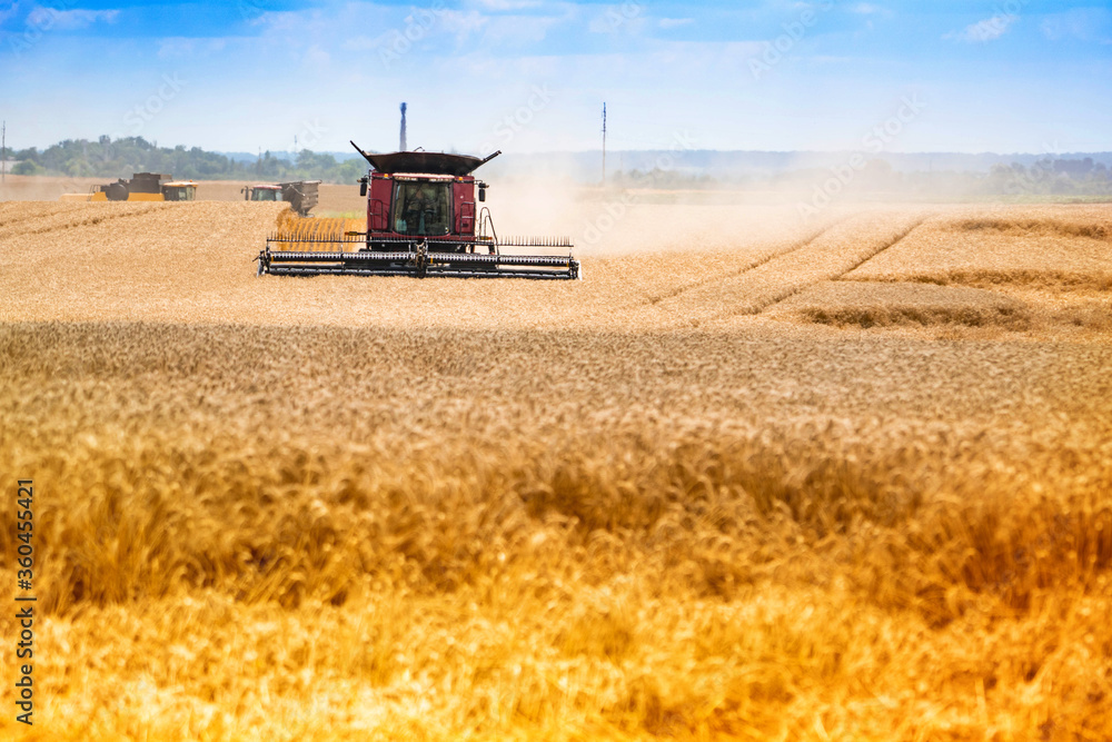 Obraz premium Dust behind the combine in the field. Harvesting wheat. Golden spikelets.