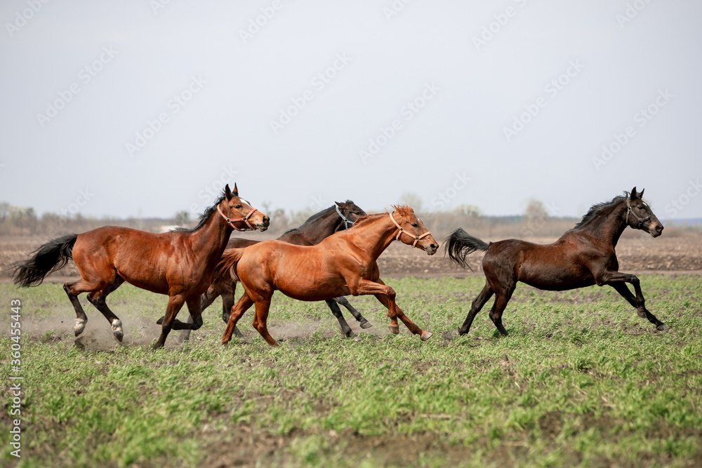 Beautiful horses ride freely across the field