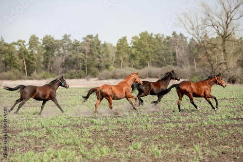 Beautiful horses ride freely across the field © Мария Старосельцева