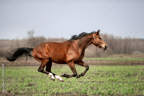 Beautiful horses ride freely across the field