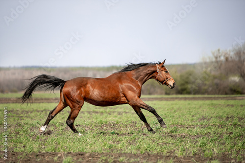 Beautiful horses ride freely across the field