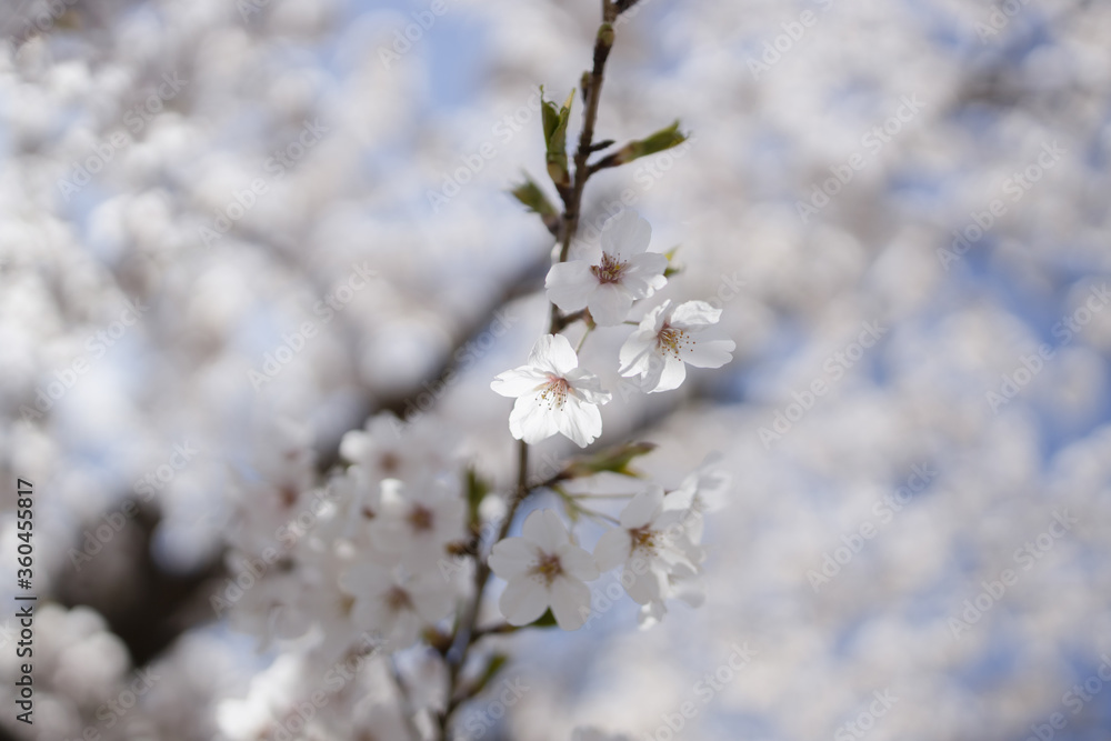 桜