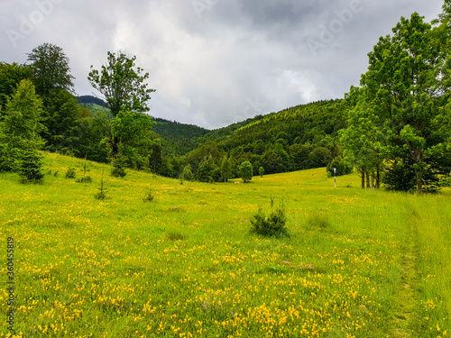 beautiful meadow with flowers, Piule Iorgovanu Mountains, Romania