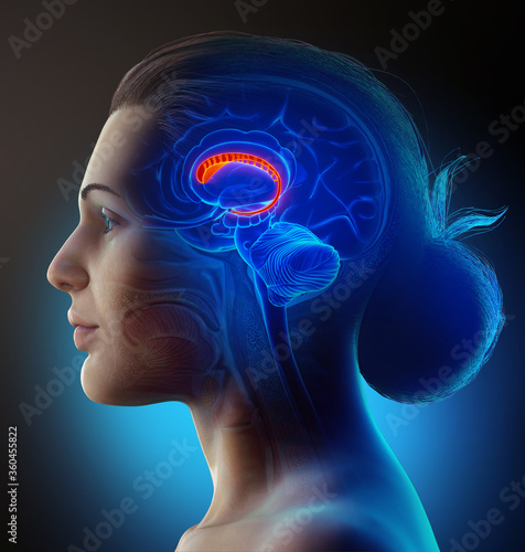 3d rendered medically accurate illustration of a female brains anatomy-the caudate nucleus photo