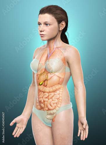 3d rendered medically accurate illustration of young girl Organs Gallbladder Anatomy photo