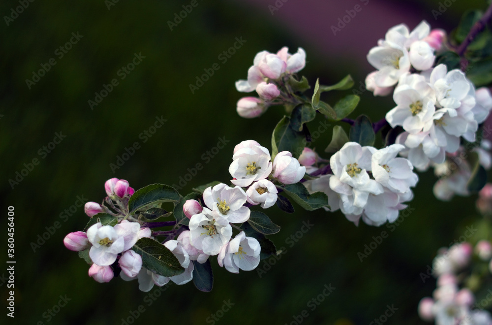 Branch of the flowering apple tree in the cloudy day, june Sainy-Petersburg, park, garden, closeup flowers Branch of the flowering apple tree in the cloudy day, june Sainy-Petersburg, park, garden, closeup flowers