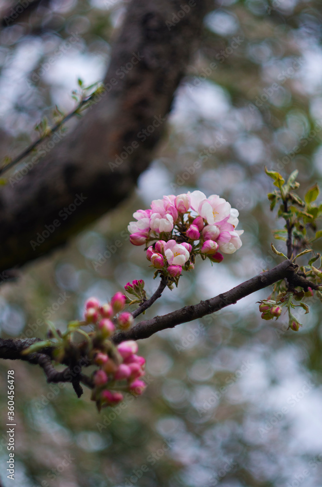 Branch of the flowering apple tree in the cloudy day, june Sainy-Petersburg, park, garden, closeup flowers Branch of the flowering apple tree in the cloudy day, june Sainy-Petersburg, park, garden, closeup flowers