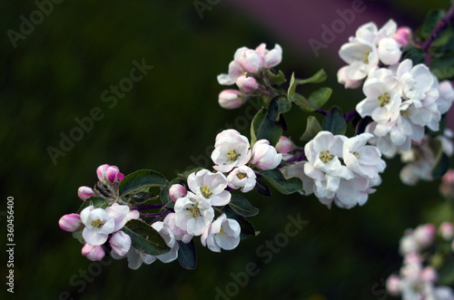 Branch of the flowering apple tree in the cloudy day, june Sainy-Petersburg, park, garden, closeup flowers