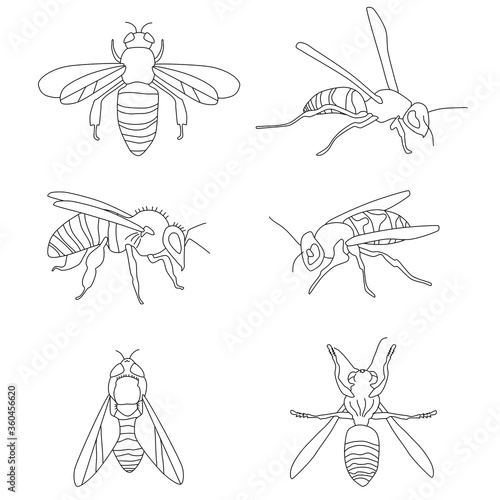 Honey bee bumble bees wasps set doodle style collection.Insert in different poses.Wings emblem symbols.Hand drawn vector engraving illustration for honey jar label,food packaging,apiary logo,signboard
