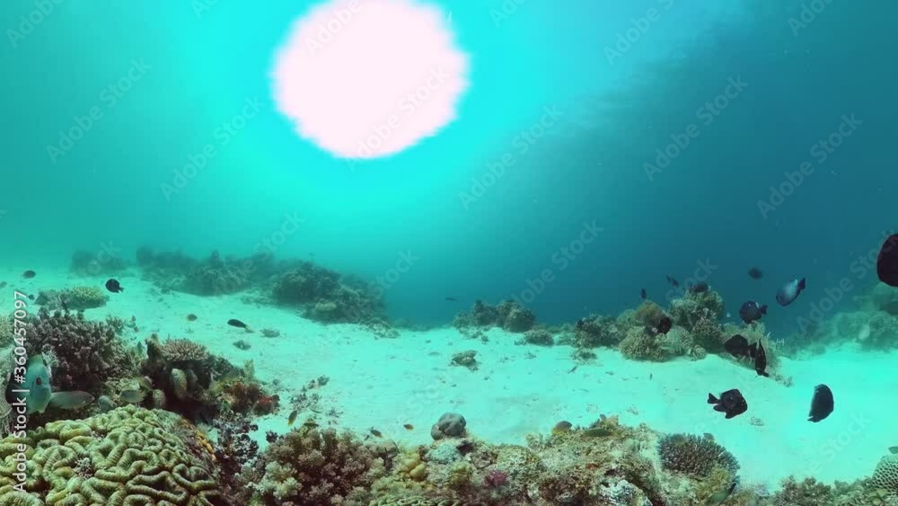 Coral reef underwater with fishes and marine life. Coral reef and tropical fish. Panglao, Bohol, Philippines. Coral reef underwater with fishes and marine life. Coral reef and tropical fish. Panglao, Bohol, Philippines.