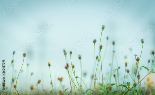 Selective focus grass flower in the garden on blurred background of grass flower field. Small grass flower with green leaves. Dreamy background. Gentle and mild plant with foggy. Fragile life concept.