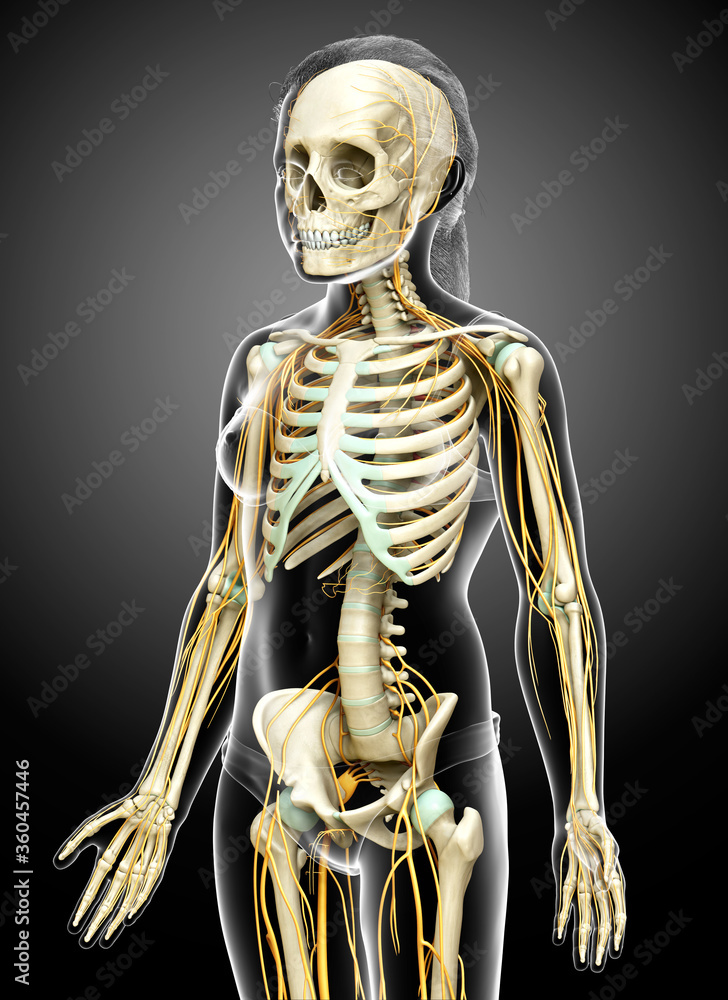 3d rendered medically accurate illustration of a young girl nervous system and skeleton system 3d rendered medically accurate illustration of a young girl nervous system and skeleton system