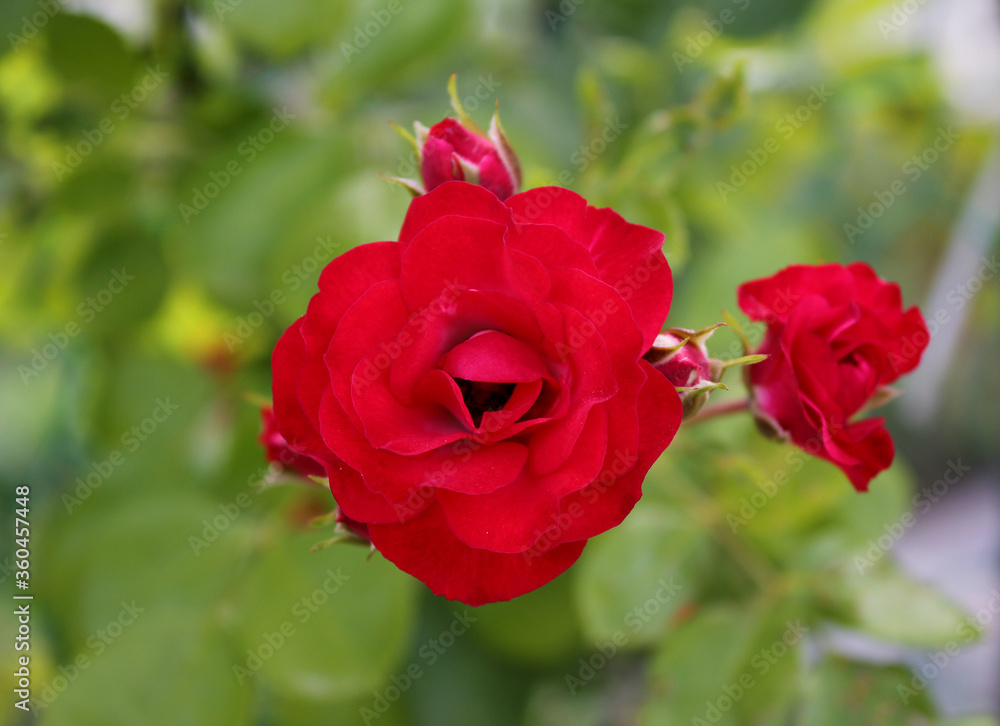 Obraz premium red rose in nature background .