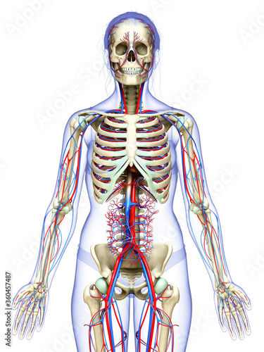 3d rendered medically accurate illustration of the female circulatory and skeleton system