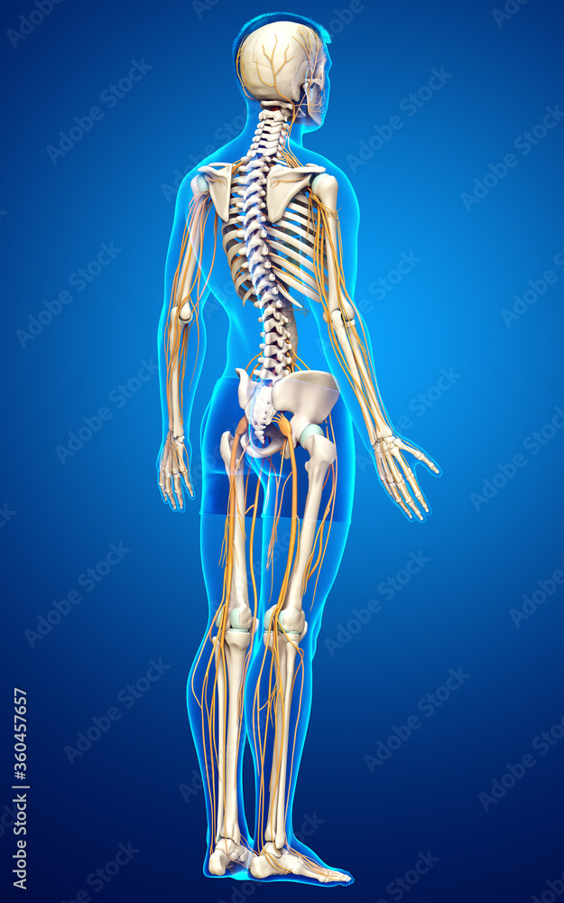 3d rendered medically accurate illustration of the nervous system and skeleton system 3d rendered medically accurate illustration of the nervous system and skeleton system