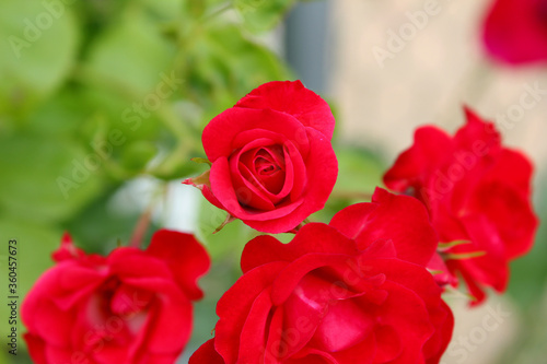 red rose in nature background.