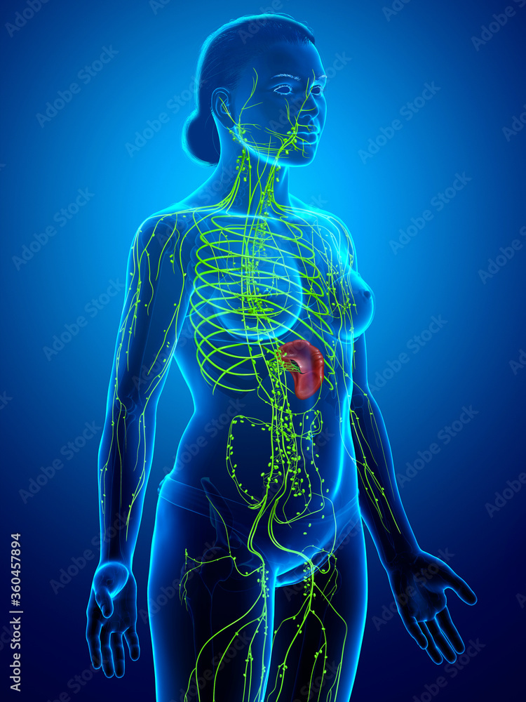 3d rendered medically accurate illustration of a female lymphatic system 3d rendered medically accurate illustration of a female lymphatic system