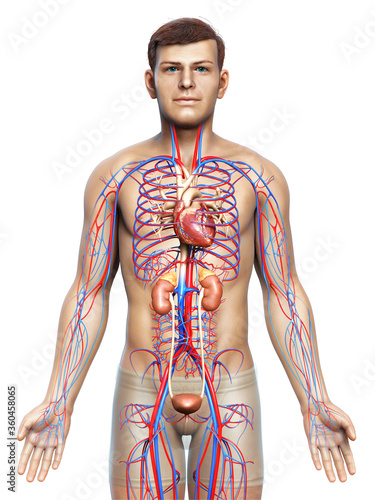 3d rendered, medically accurate illustration of the kidneys and circulatory system photo