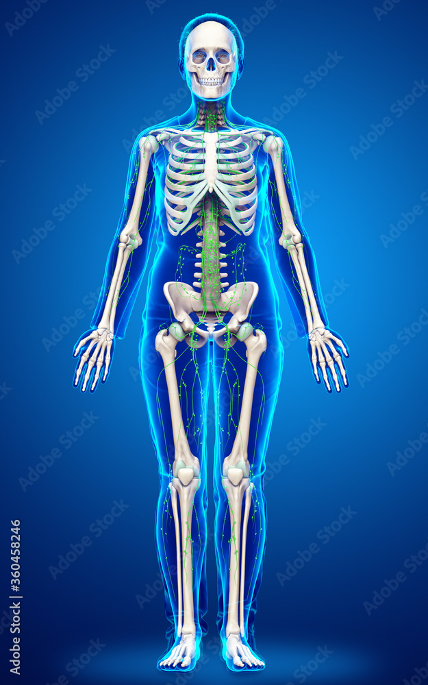 3d rendered medically accurate illustration of a female lymphatic system 3d rendered medically accurate illustration of a female lymphatic system