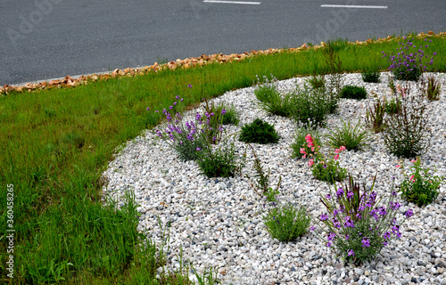 the plant blooms purple, smells sweet, one is a biennial to perennial herb with gray narrow leaves The pleasant aroma attracts moths. in a flowerbed with stones and light pebbles resembles sage photo