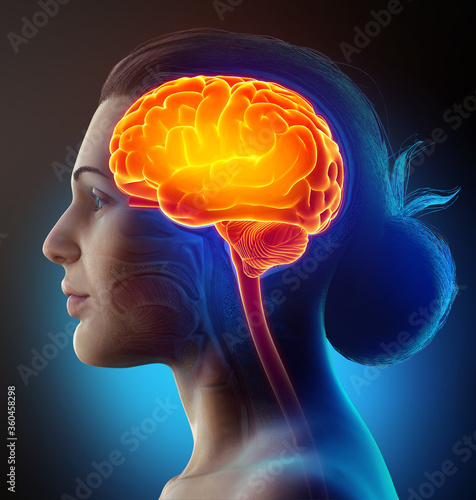 3d rendered, medically accurate illustration of a female highlighted brain /headache photo