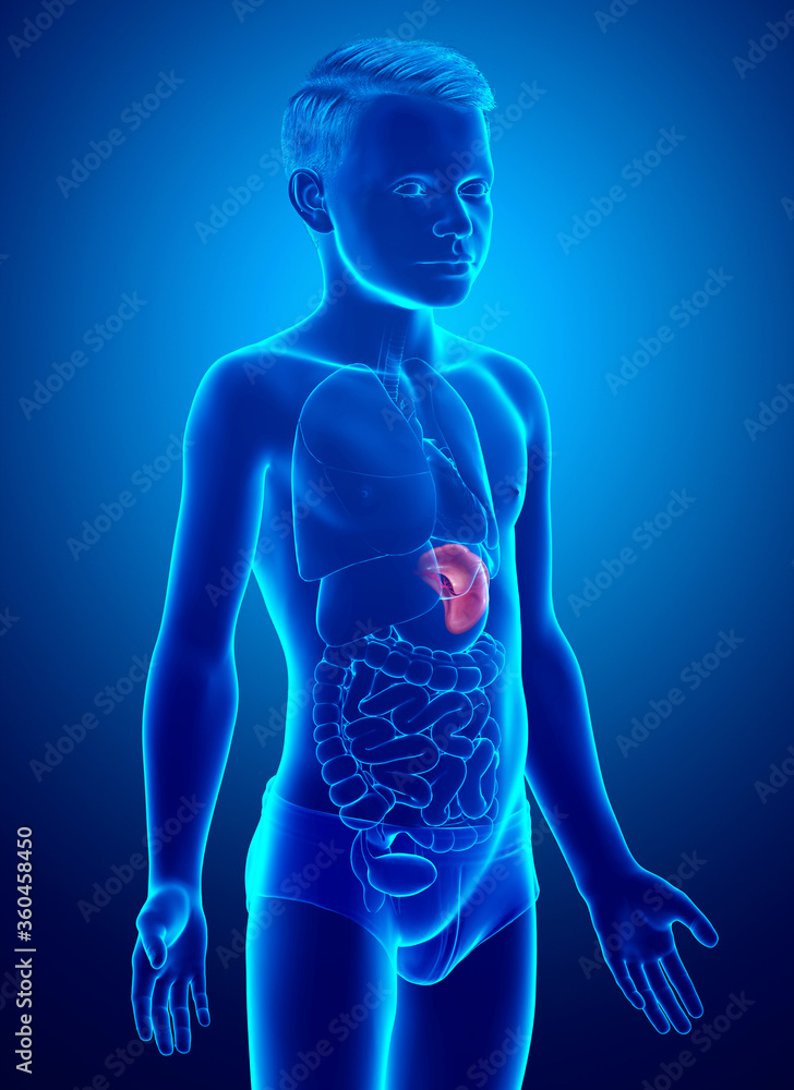 3d rendered, medically accurate illustration of a young boy Spleen ...