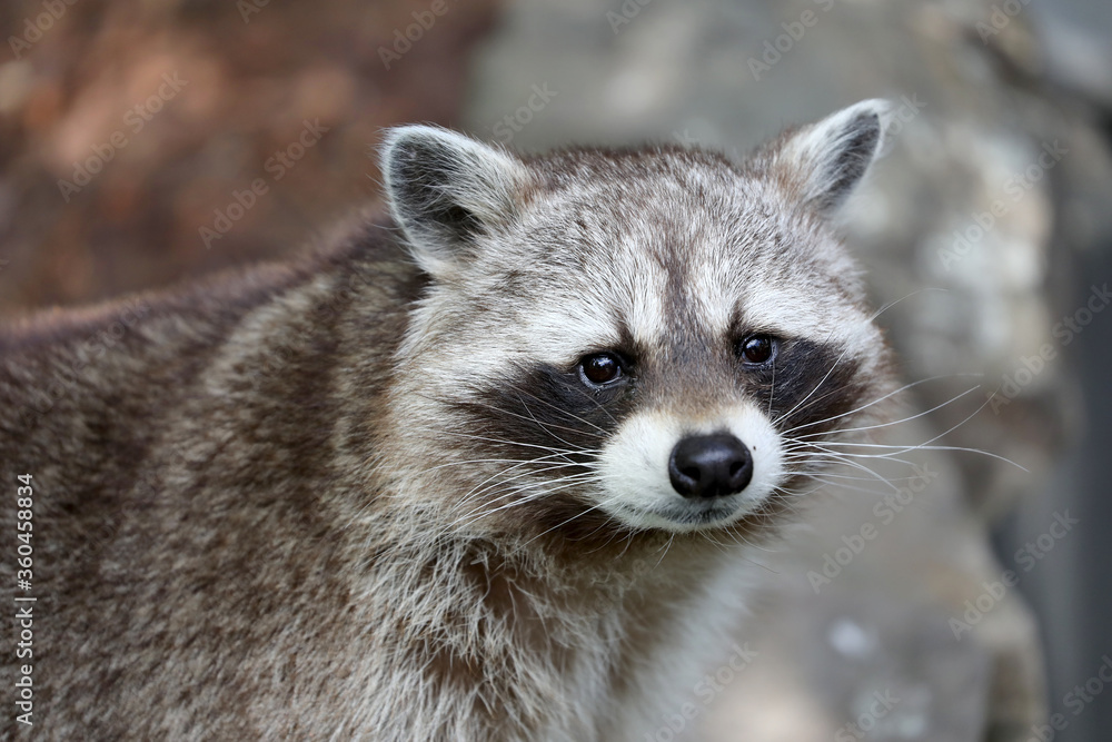A cute racoon closeup portrait