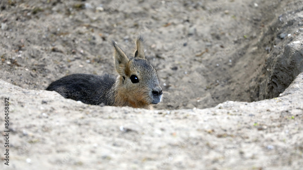 Funny rodent sitting in stone hole Funny rodent sitting in stone hole