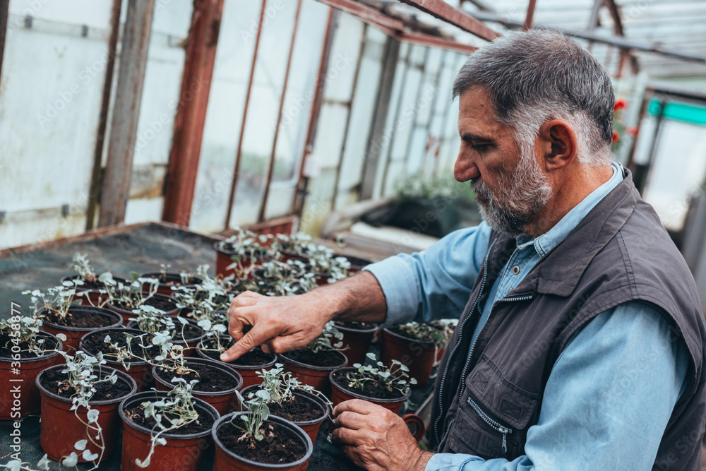 middle aged man working in greenhouse flower nursery