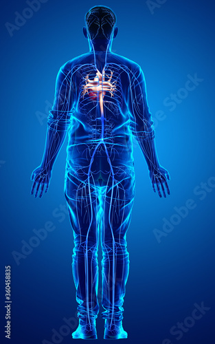 3d rendered medically accurate illustration of a male Veins anatomy © pixdesign123