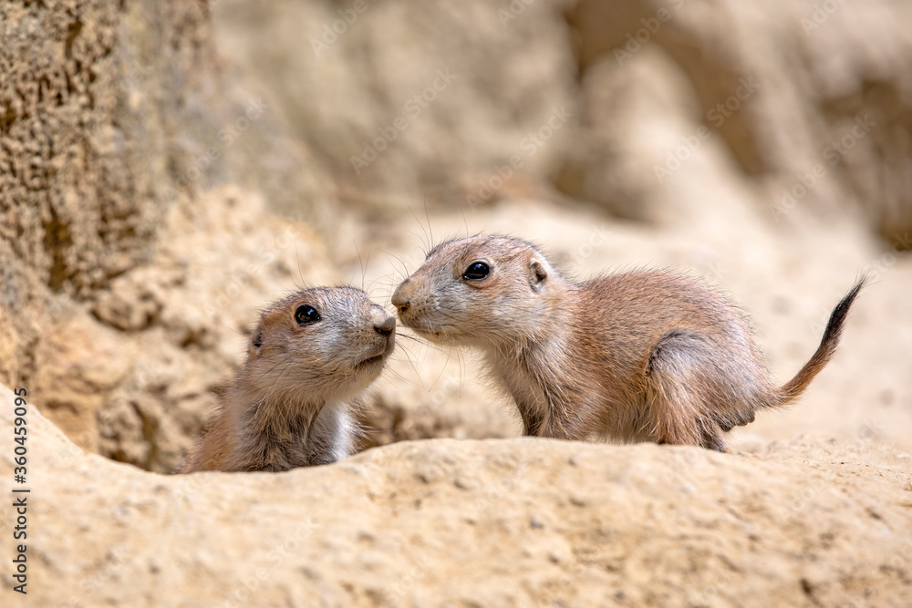 Naklejka premium Cynomys ludovicianus, cute rodents resting on sand.