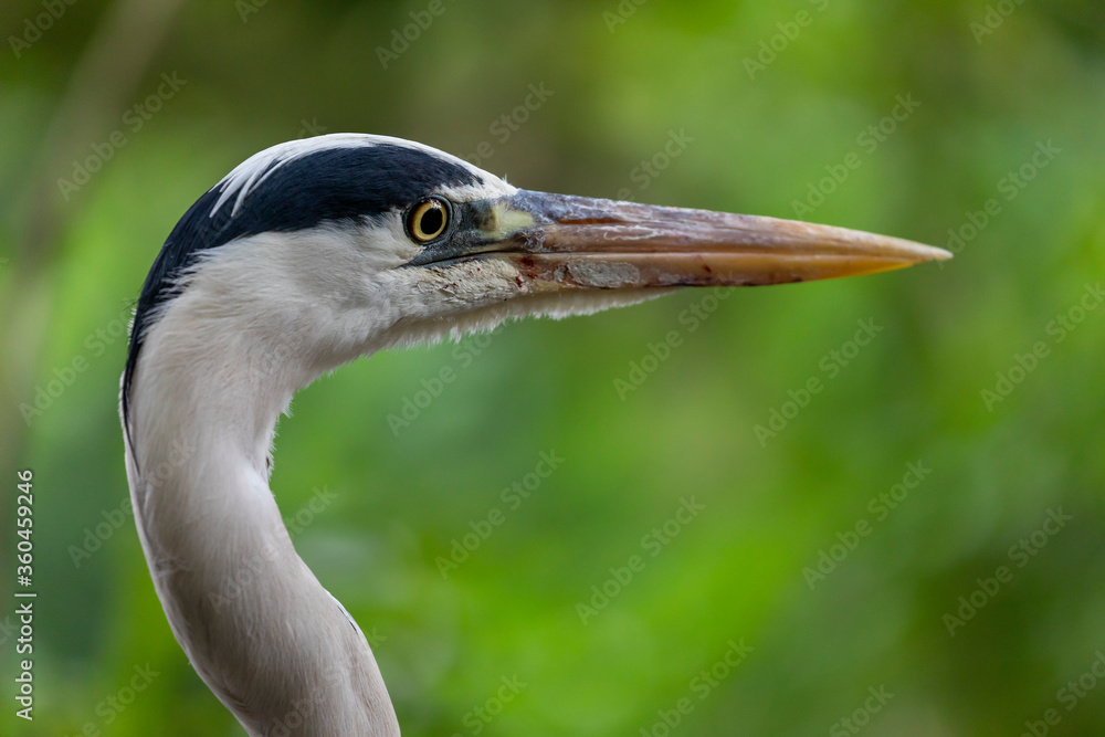 Closeup view, grey heron portrait Closeup view, grey heron portrait
