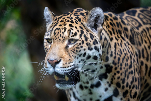Jaguar (Panthera onca), closeup portrait. © Edwin Butter