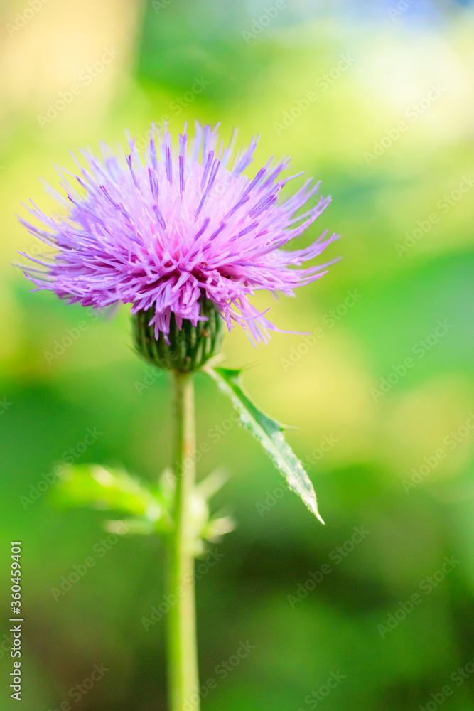 アザミの花(薊)
Thistle アザミの花(薊)
Thistle