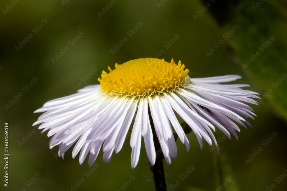 Fototapeta premium Close view of daisy flower