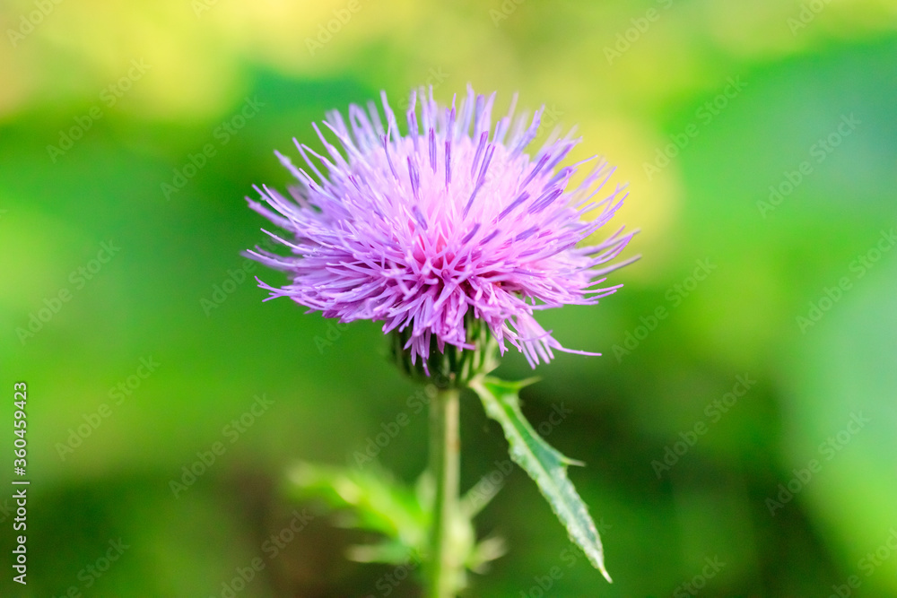 アザミの花(薊)
Thistle アザミの花(薊)
Thistle