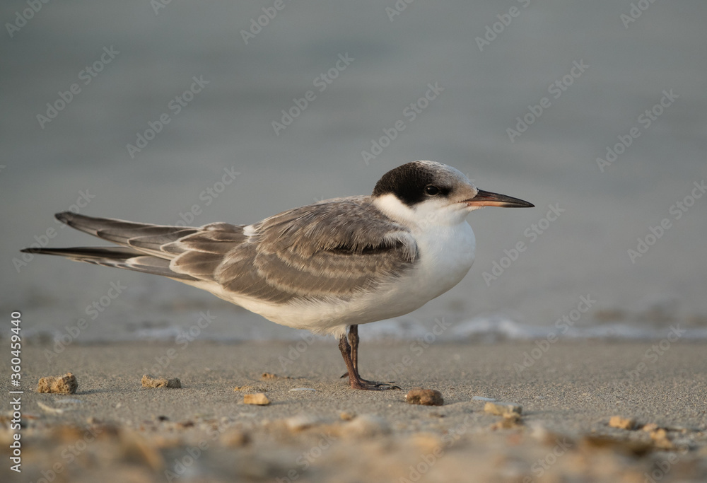 Closeup of a juvenile White-cheeked Tern . Closeup of a juvenile White-cheeked Tern .