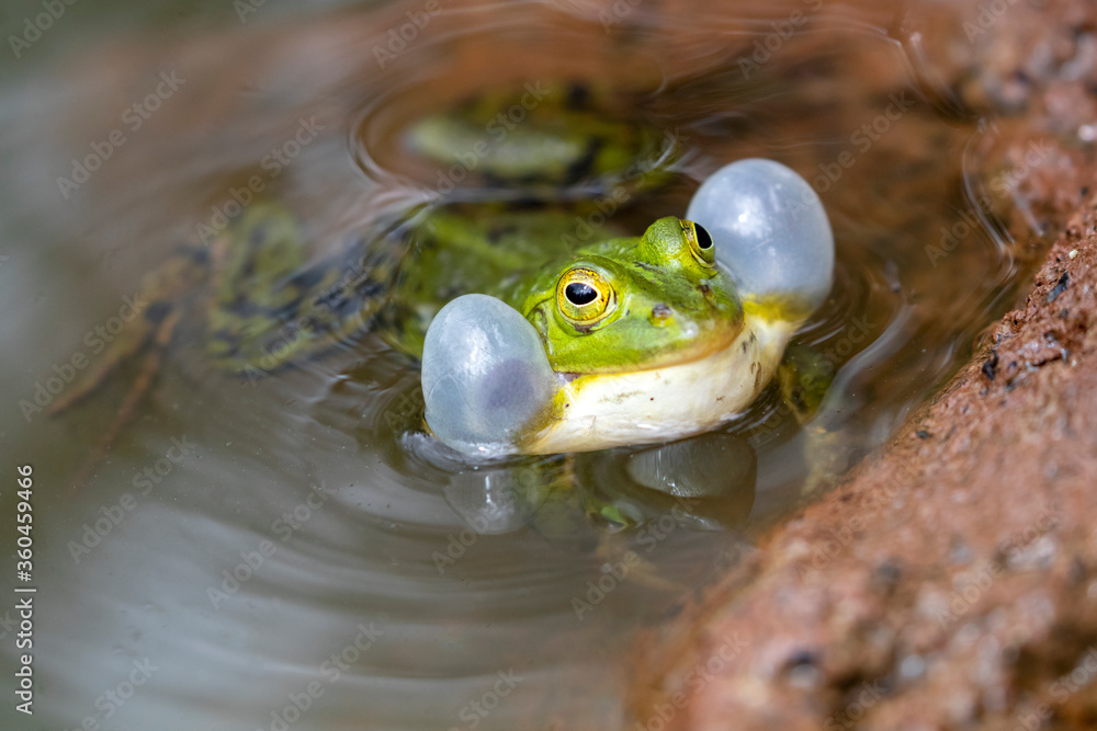 Pelophylax lessonae, frog blowing cheeks resting in pond. Stock Photo
